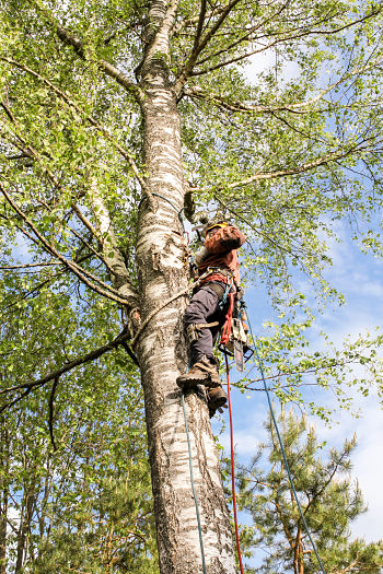 emergency tree trimming wauwatosa wi