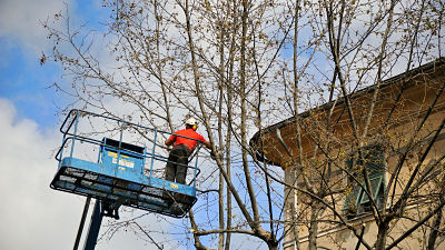 tree trimming wauwatosa wi